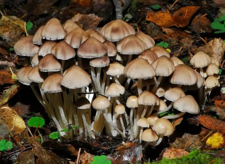 Навозник белый - фото и описание гриба, как приготовить, съедобный или нет